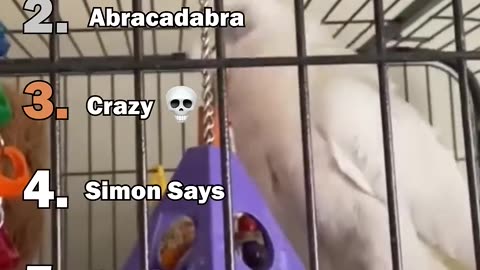 Ranking The Best Parrot Moments