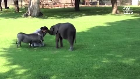 Funny Animals, 30minutes of Funny Wild Animals