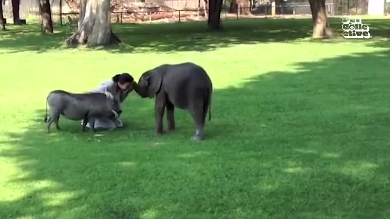 Funny Animals, 30minutes of Funny Wild Animals