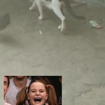 Real cat funn
