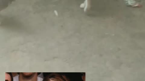 Real cat funn