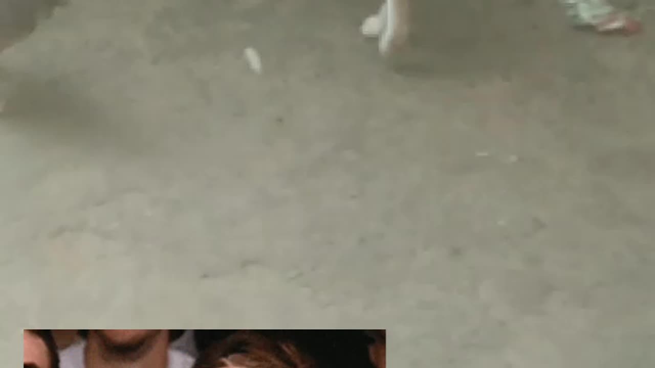 Real cat funn