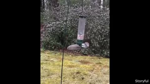 Funniest Animal Videos Ever 😂 | Ultimate Try Not to Laugh