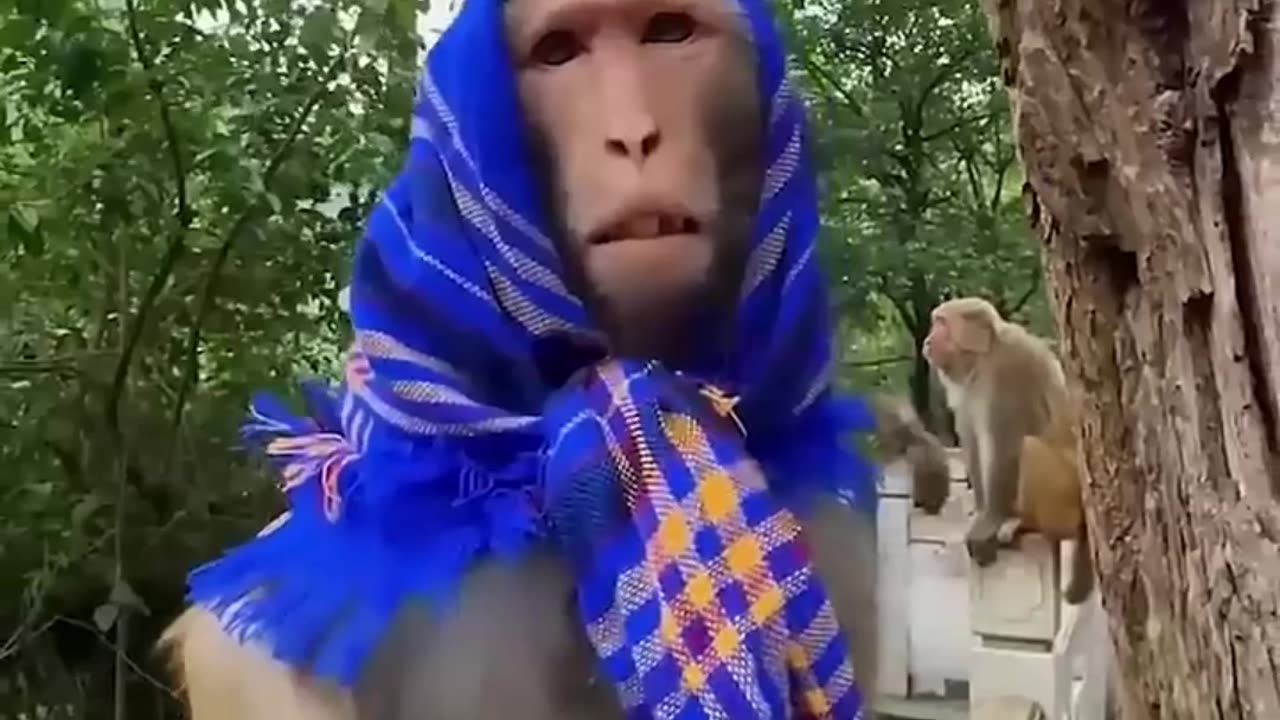 Funny Monkey Video 🐒😂