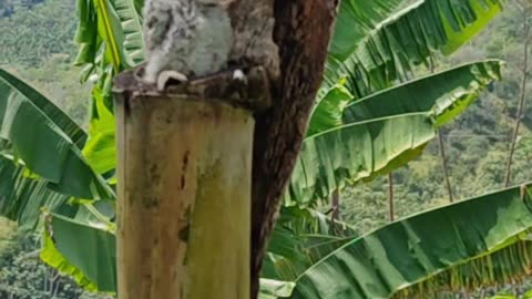 Ghost Bird And Chick Hide In Plain Sight