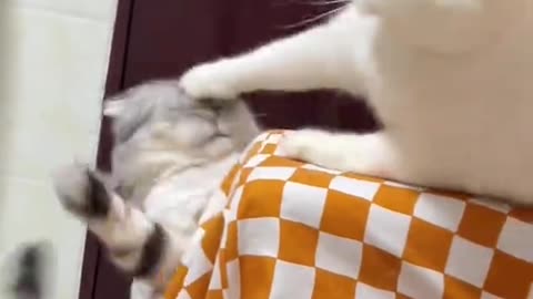 “😺 Funniest Cats Ever! 🐾 Hilarious Cat Moments That Will Make You Laugh Out Loud 😂”