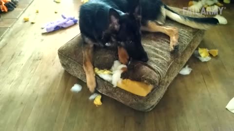 Breaking: Funny Pet Fails: Funniest Pet Video Compilation | FailArmy