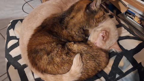 #Τυφλή_γάτα14 ετών Τον αδελφό της που προπλήρωσα ακρωτηριασμό 2011,κι ομως μαζευαν Είναι στο 5μελες