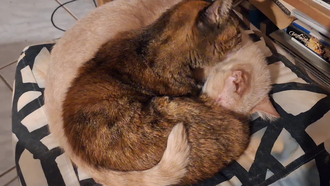 #Τυφλή_γάτα14 ετών Τον αδελφό της που προπλήρωσα ακρωτηριασμό 2011,κι ομως μαζευαν Είναι στο 5μελες