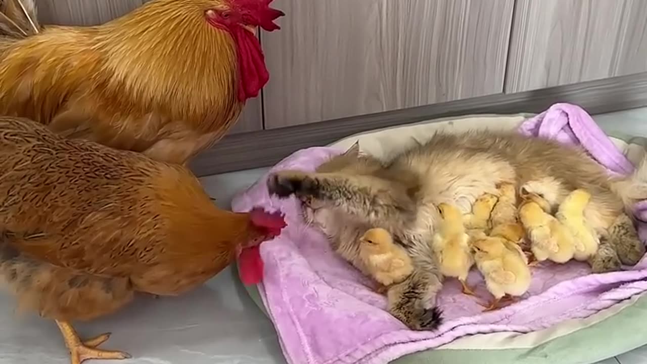 The hen suspected that the cat had stolen her chicks