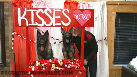 Dog Kissing Booth Valentines Day