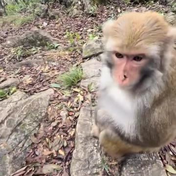 thanks monkey brother for helping 😃