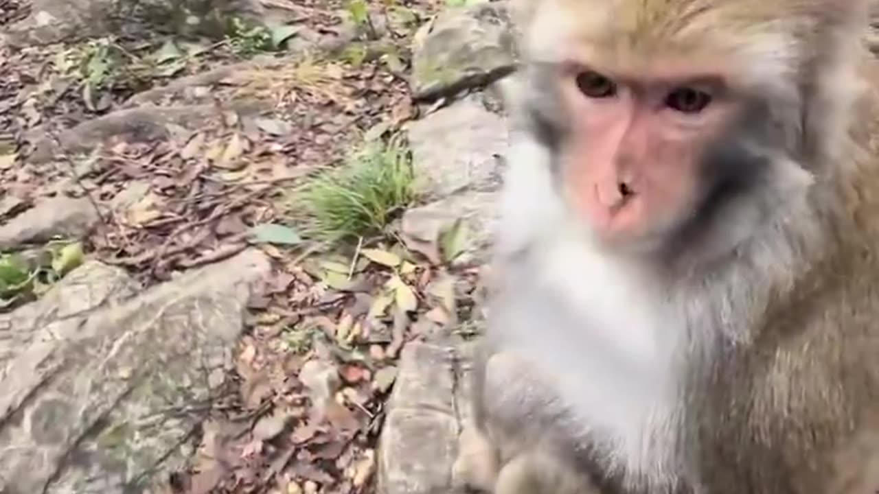 thanks monkey brother for helping 😃