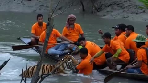 Tiger attack in boat