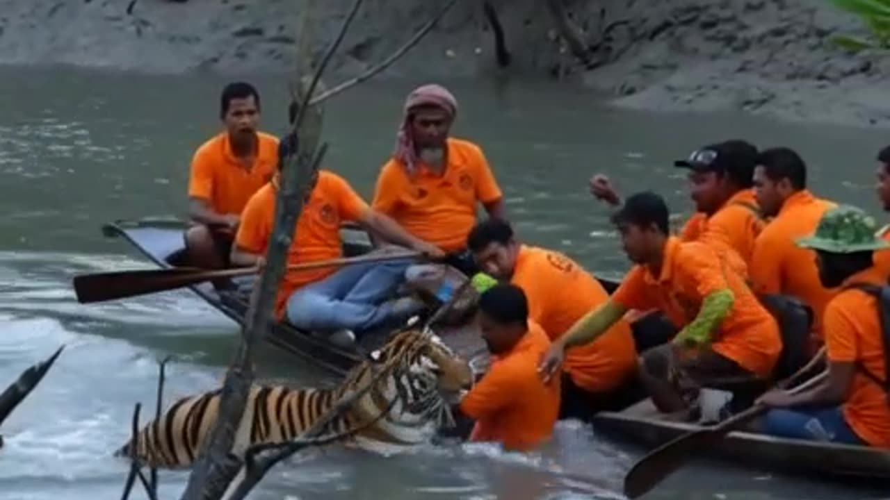 Tiger attack in boat