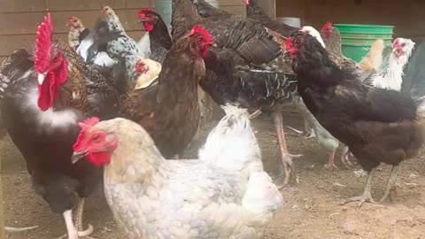 Come out and Play!!!