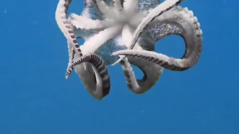 "8 Arms, Endless Mysteries: Dive Into the Octopus World"