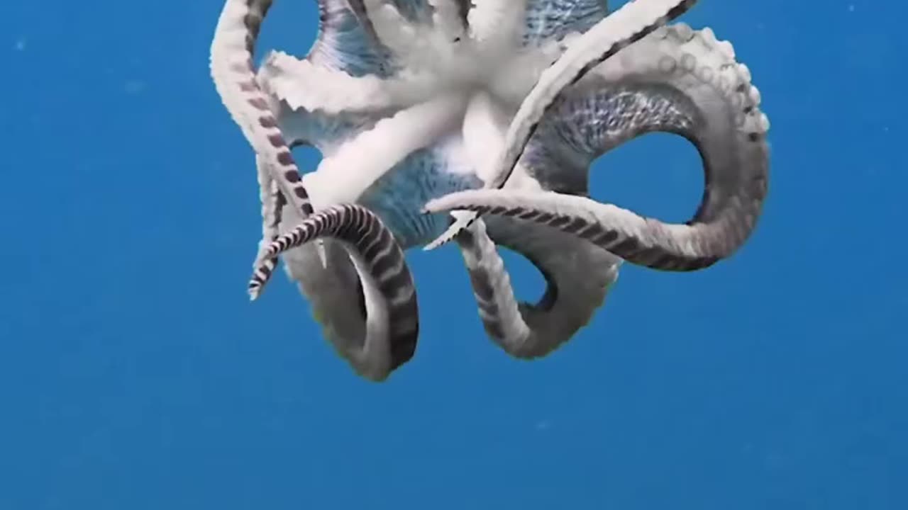 "8 Arms, Endless Mysteries: Dive Into the Octopus World"