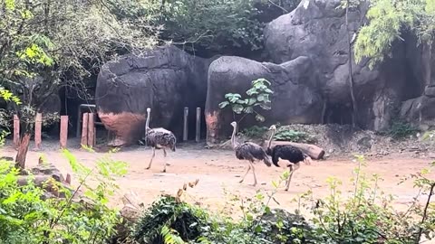 The Most Beautiful 3 Ostriches