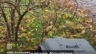 🐕🚑 Ukraine Russia War | Kharkiv Rescue Saves Man Mykhailo’s Dogs from Kostiantynivka | RCF