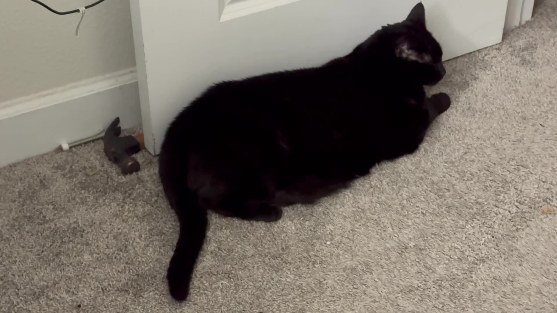 Cute Precious Piper is Aspiring to Be a Door Stop - My Adopted Shelter Cat Vlog