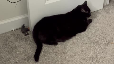 Cute Precious Piper is Aspiring to Be a Door Stop - My Adopted Shelter Cat Vlog