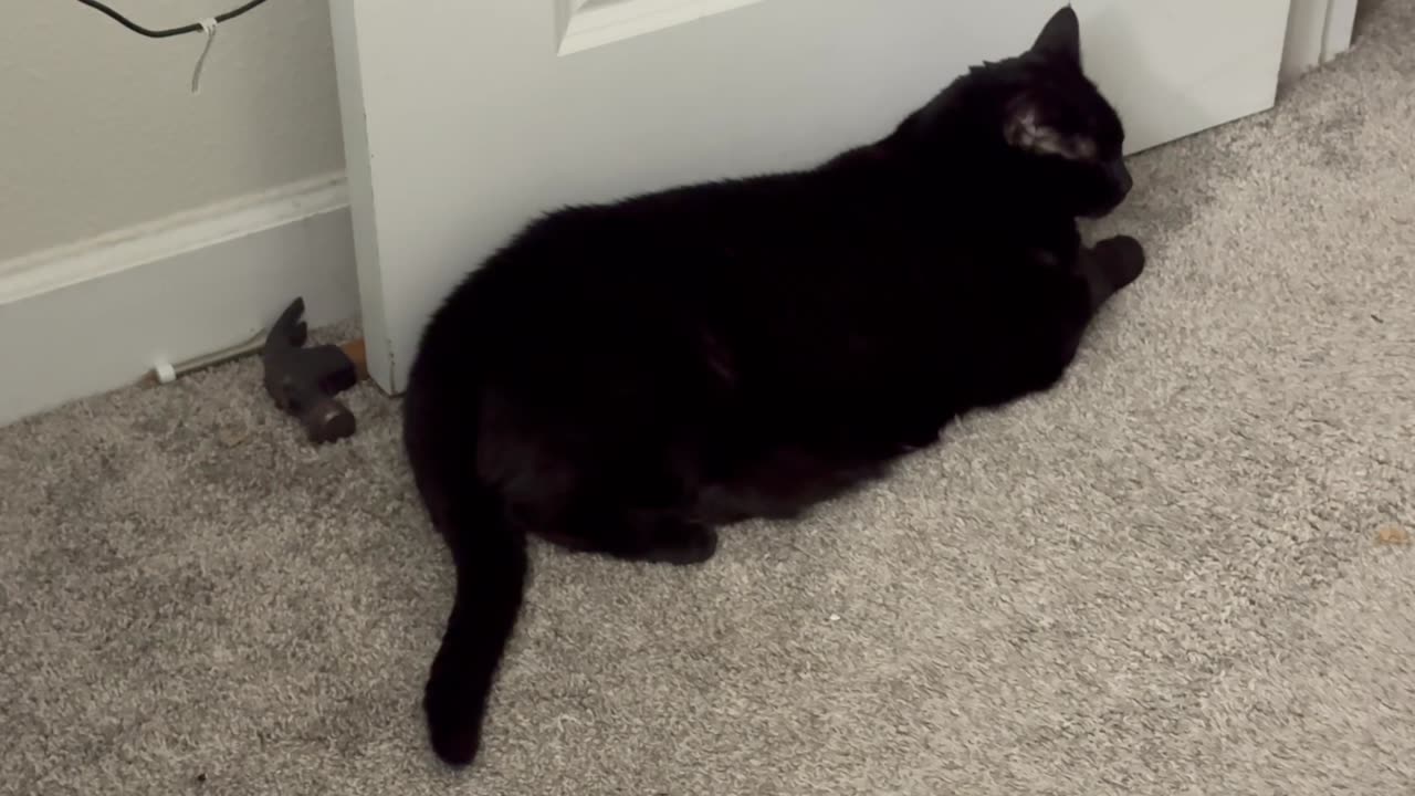 Cute Precious Piper is Aspiring to Be a Door Stop - My Adopted Shelter Cat Vlog
