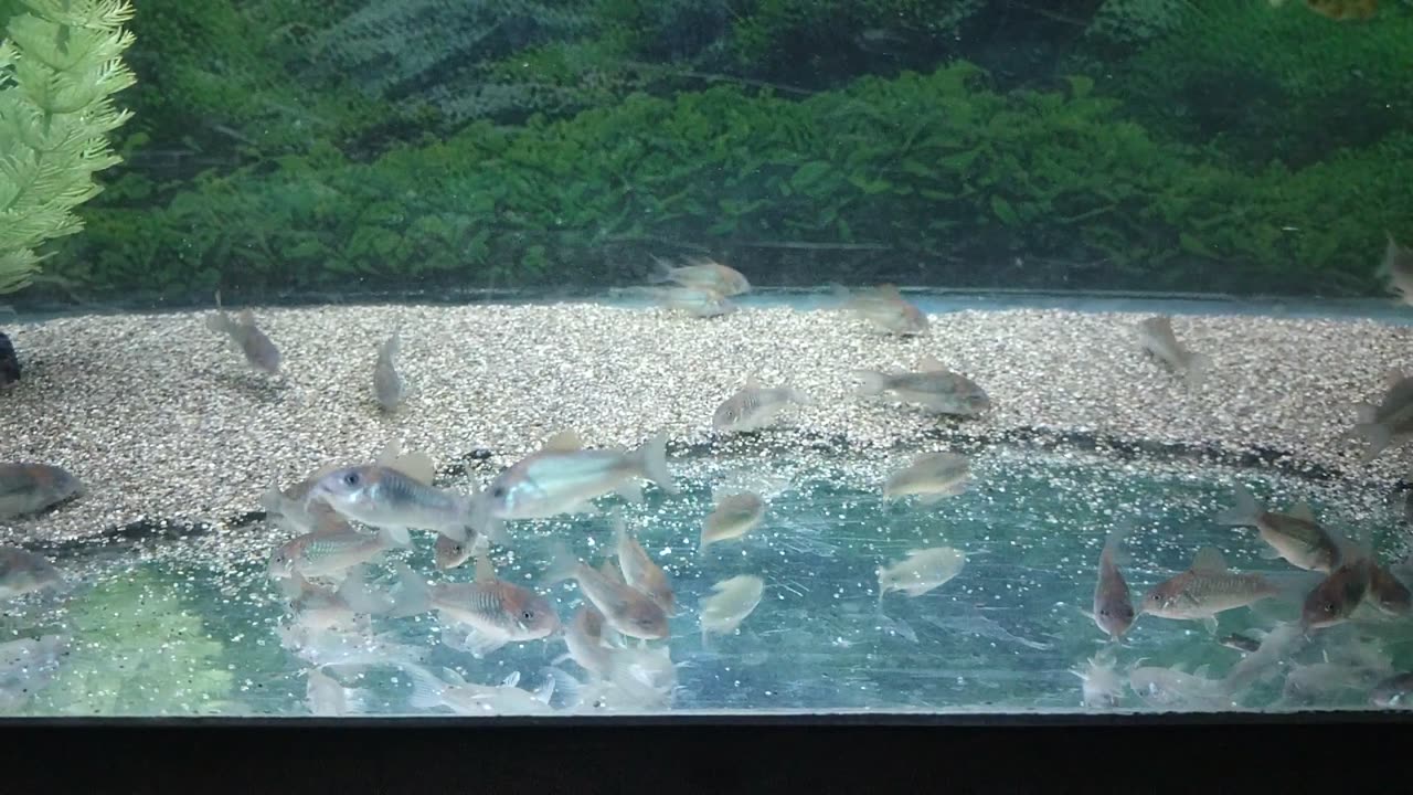 Corydoras for sale
