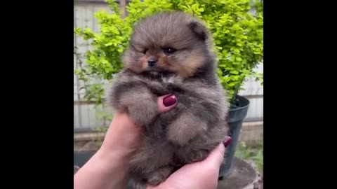 Funniest Puppies