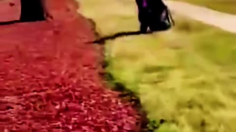 Journalist @nickshirleyy was chased down by a violent anti-ICE mob at the ICE facility