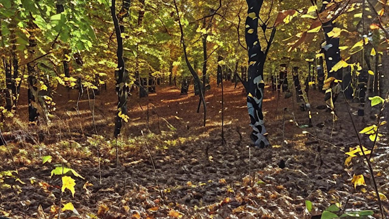 MINDZYNE#12 - The Island is watching you. Can you escape? Wait till the end!