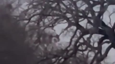 🛸😱 Mysterious Luminous UFO Orb Captured in Backyard! | TheTruthAbove