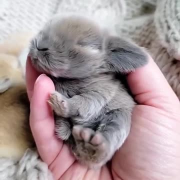 “Adorable Baby Rabbit to Brighten Your Day!”