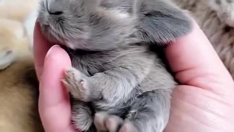 “Adorable Baby Rabbit to Brighten Your Day!”