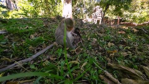 Rare View of Newborn Baby Monkey By DJI