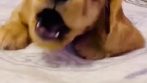 Gentle care for senior dogs who still talk a lot.