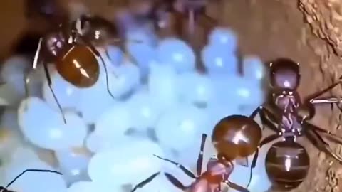 A micro camera was strapped to an ant, and suddenly we were taken into its world