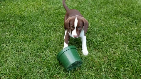 BUCKET HEAD