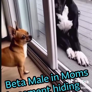 I finally found a video that explains the Antifa crowd!!