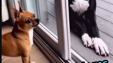 I finally found a video that explains the Antifa crowd!!