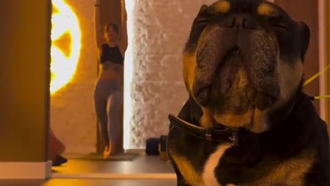 Dog Too Sleepy for Yoga