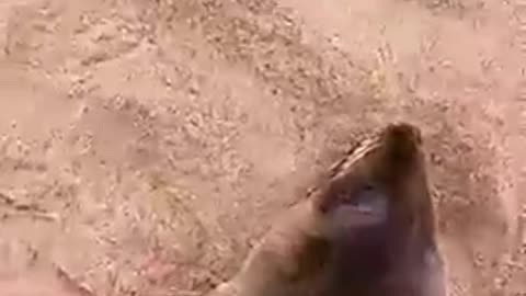 Stewards of the earth