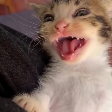 Animals acting funny!