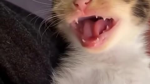 Animals acting funny!