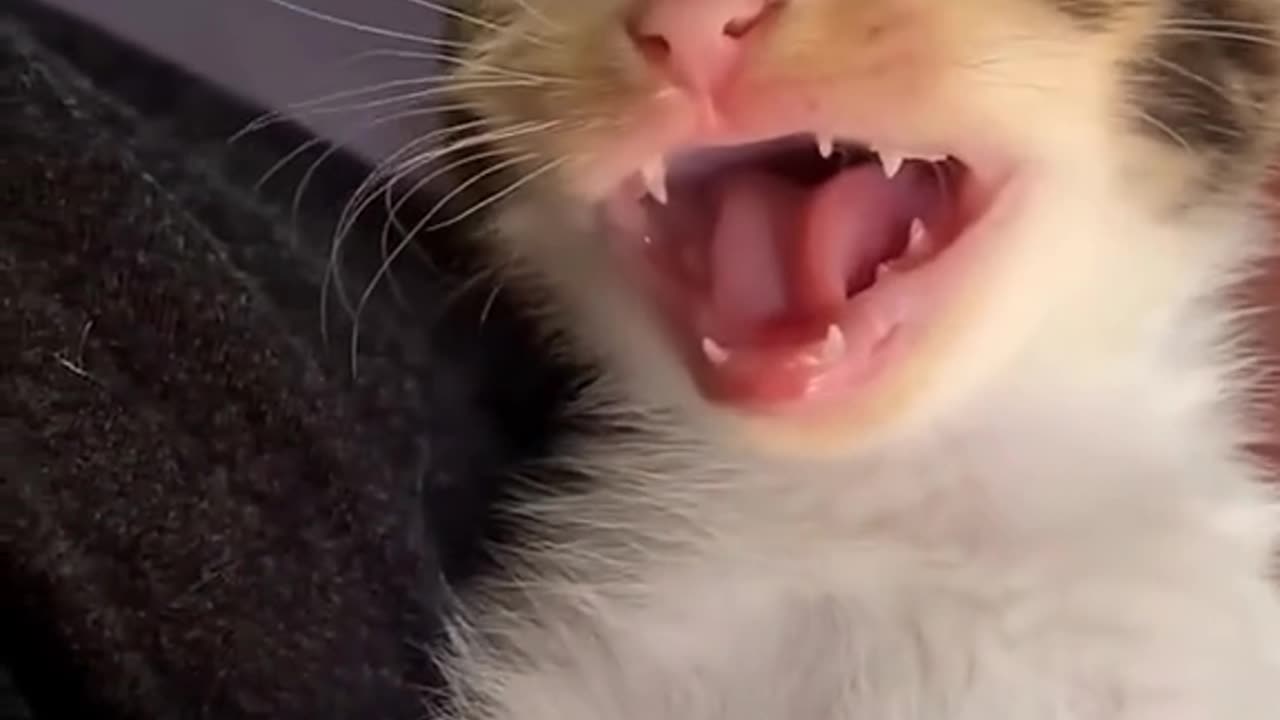 Animals acting funny!