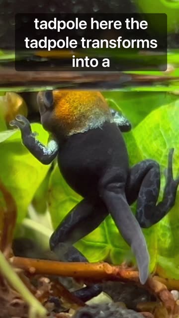 Baby Poison Dart Frog!