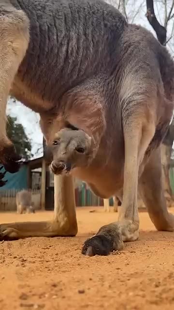 Baby kangaroo is peeking out of the pouch 🥰🦘 #animals #cuteanimals #shorts