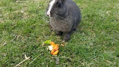 Oh no, the bunny swarm has invaded our porch! #SparklegleamFarm #Bunny #homestead #rabbit