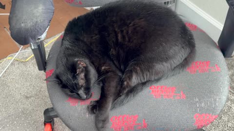 Cute Precious Piper Wants Quiet Time in the Office - My Adopted Shelter Cat Vlog