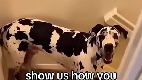 FUNNIEST Dog Videos EVER p2 #dog #funny #cute